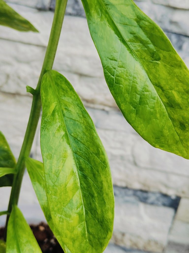 Zamioculcas Wild Form Aurea