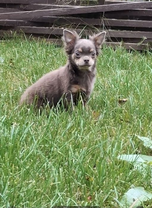 Красуння підрощена чихуахуа