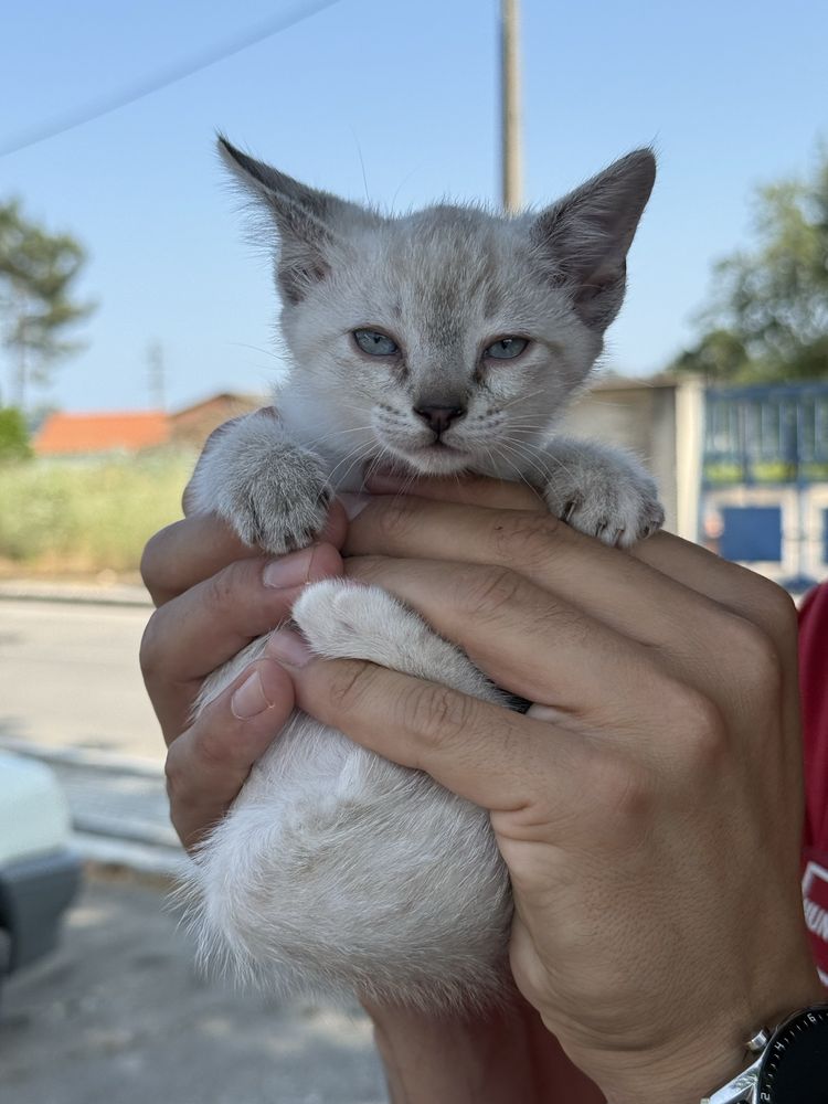 Gatinhas para adoção responsável Caxarias/Ourém/Leiria