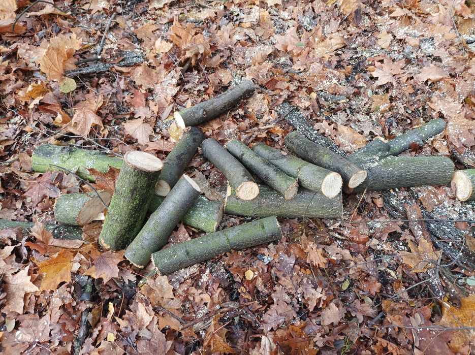 Drewno lipowe do rzeźbienia