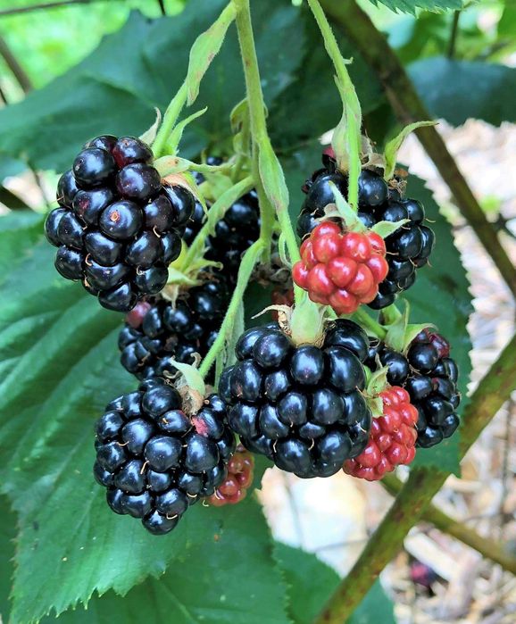 Amoreira preta Rubus fruticosus