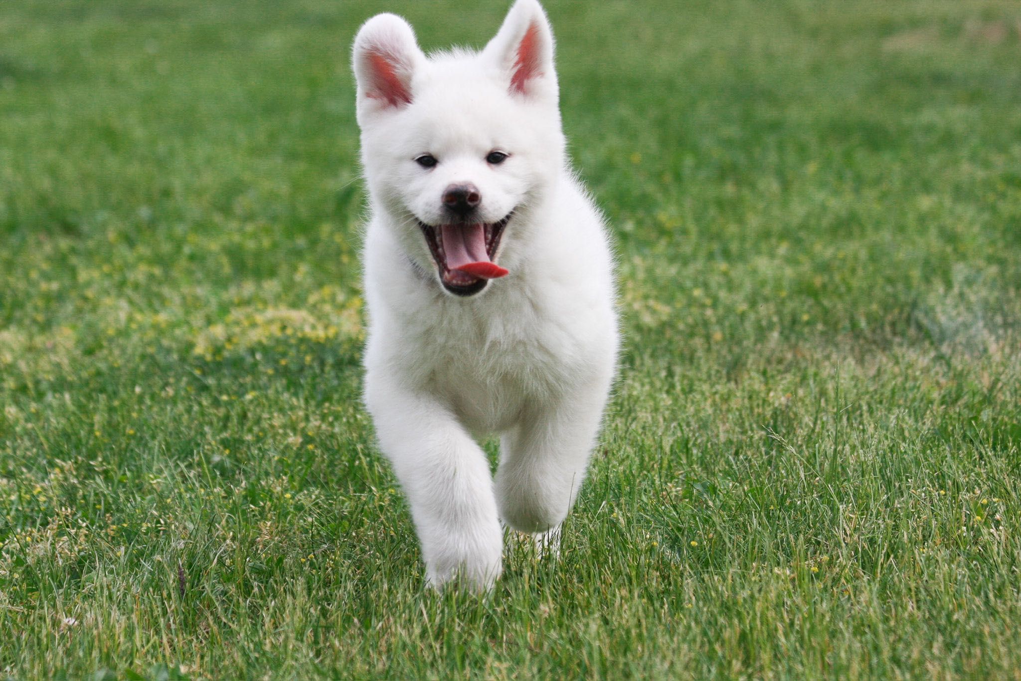 Akita, Akita Inu RODOWÓD ZKwP FCI