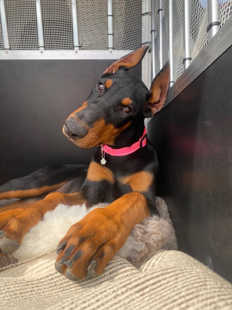 Doberman szczeniak samiec