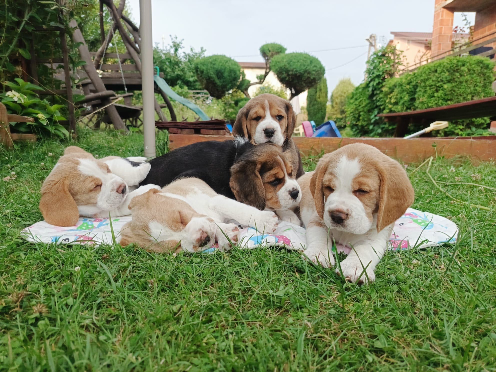 Szczeniak Beagle - piesek bicolor gotowy do odbioru