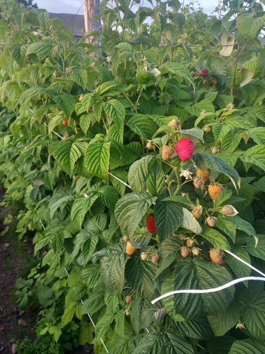 Malina z własnej plantacji
