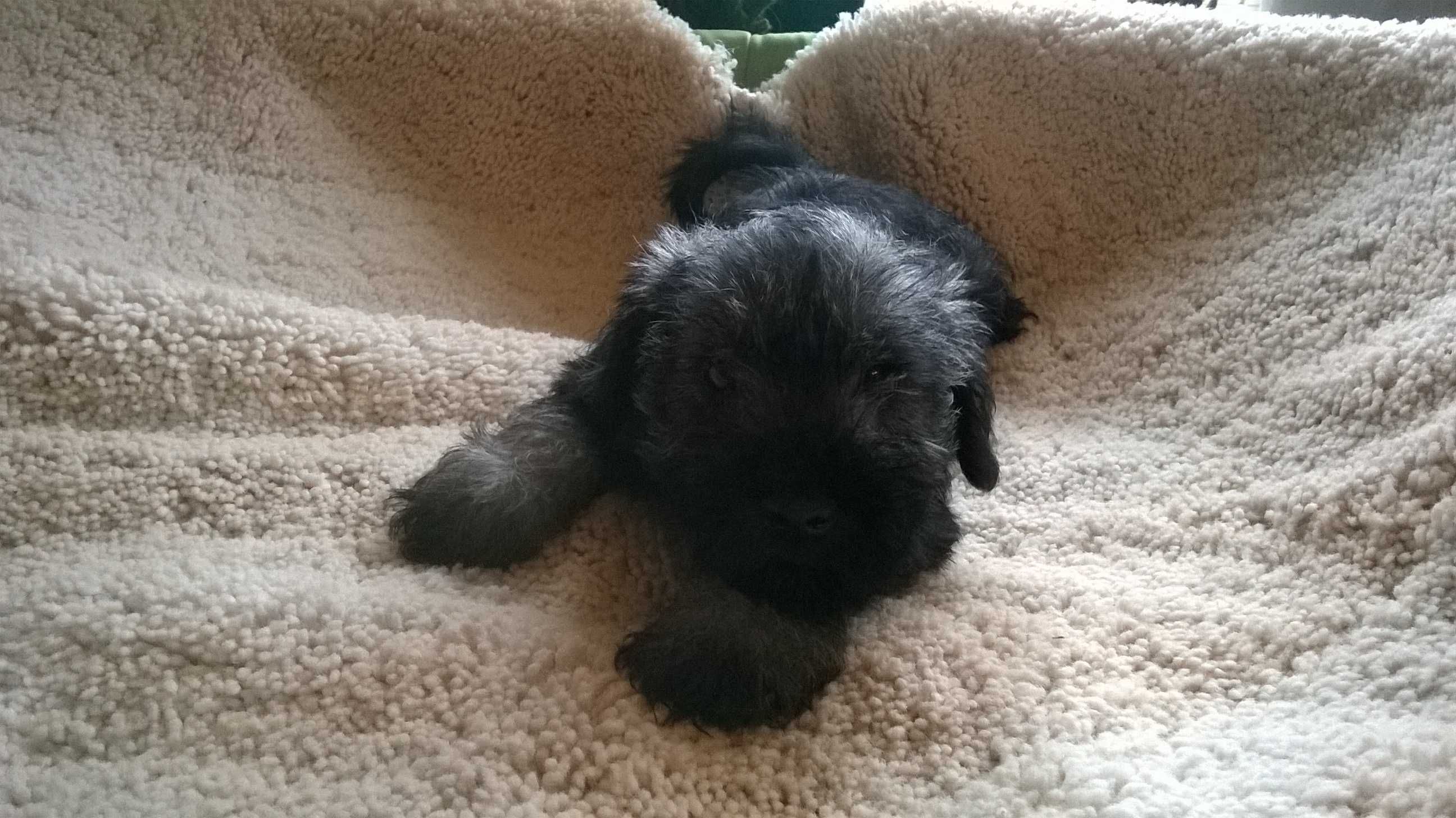 sznaucer miniaturowy-piesek z matryczka,gotowy do odbioru.