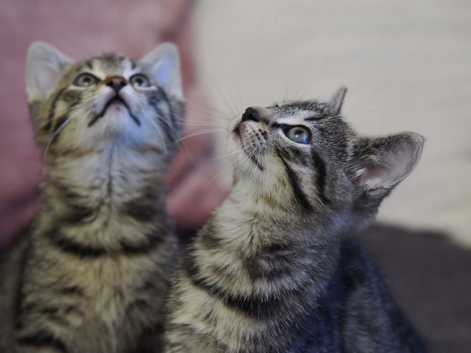 Do adopcji dwie kotki - siostry szukają domu