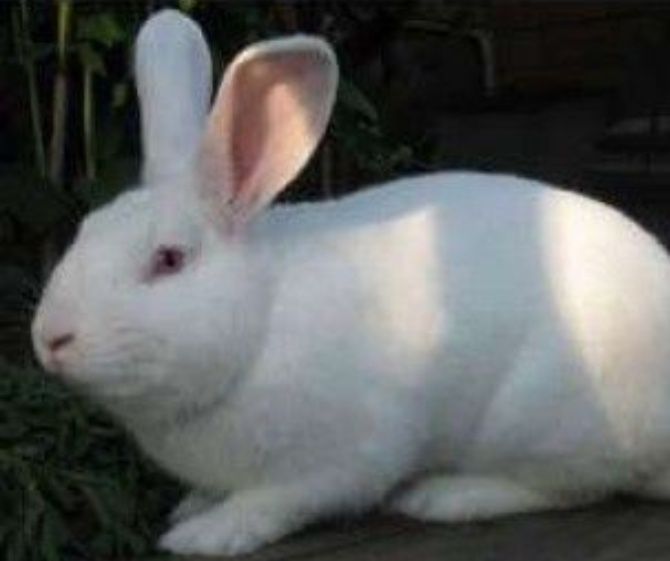 Кролі породи термонська біла різного віку