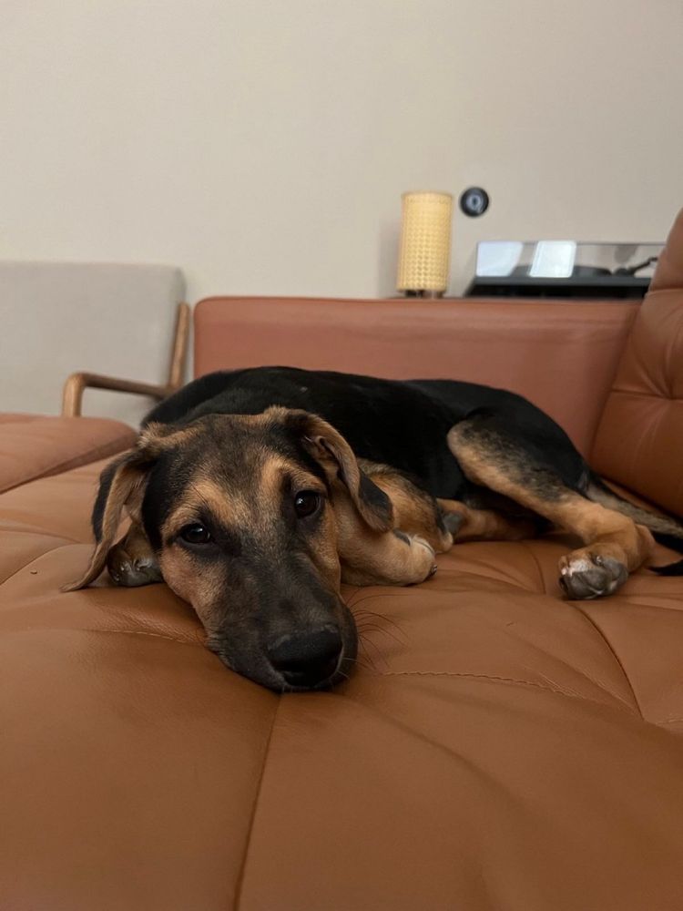Cachorro para adoção