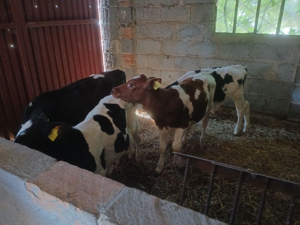 Sprzedam cielaki bez mleka