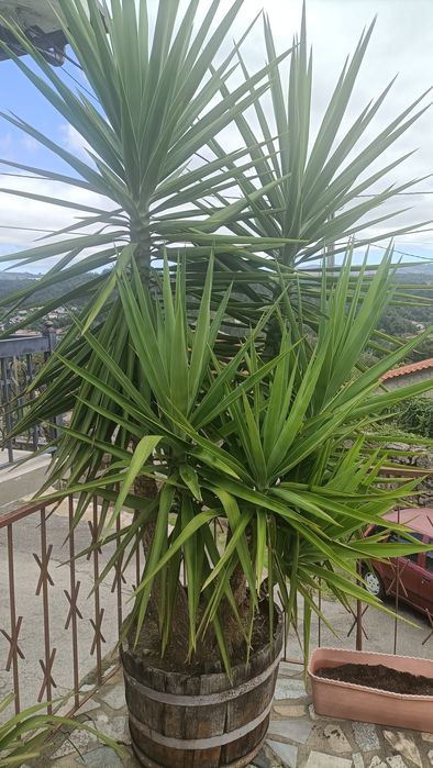 Planta Fiteiro e planta Sika