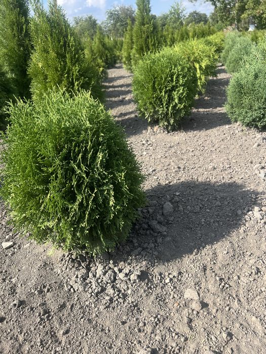 Самшит,Туя,Ялівець