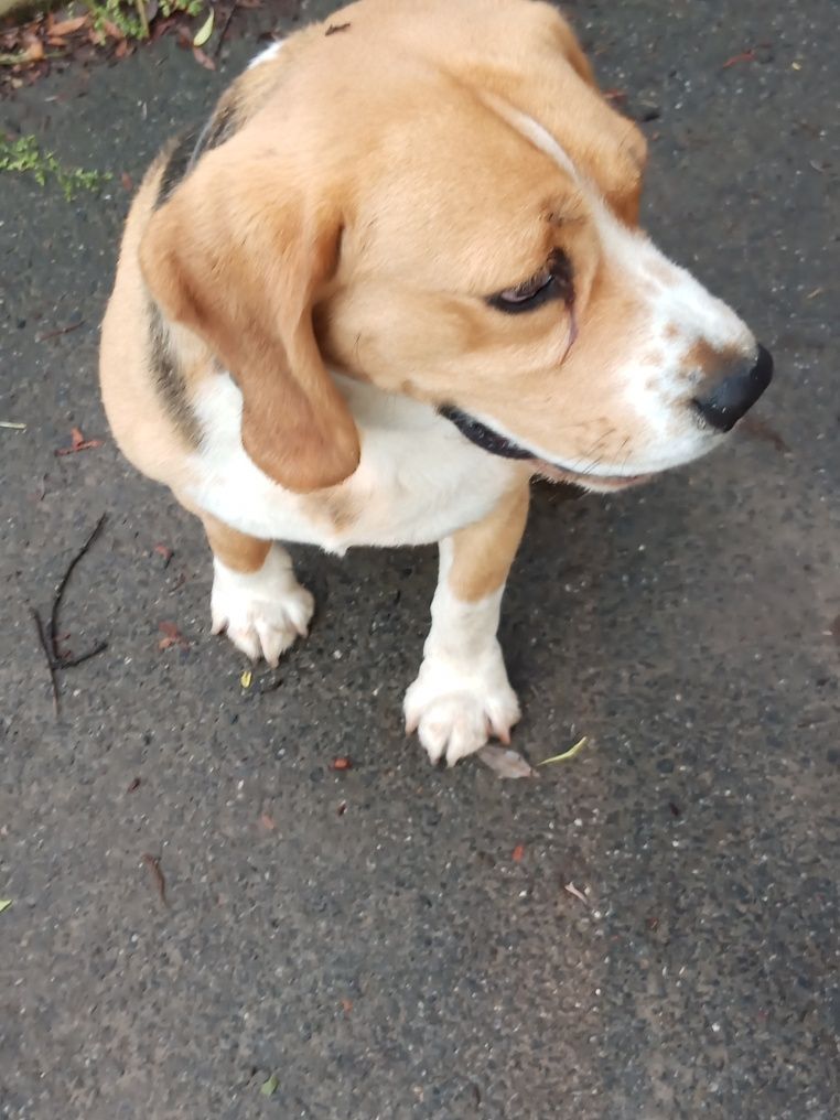 Hektor 4lata beagle oddam w dobre ręce