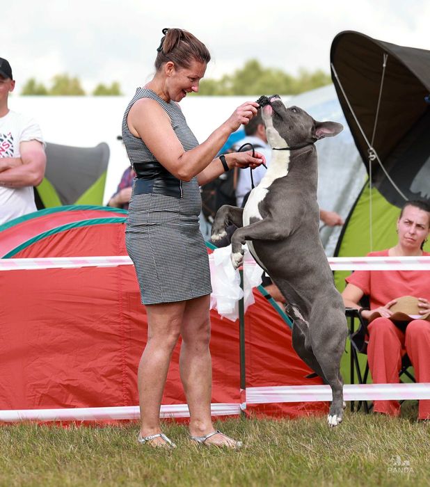 American Staffordshire Terrier ZKwP Amstaff FCI, mocny błękitny samiec