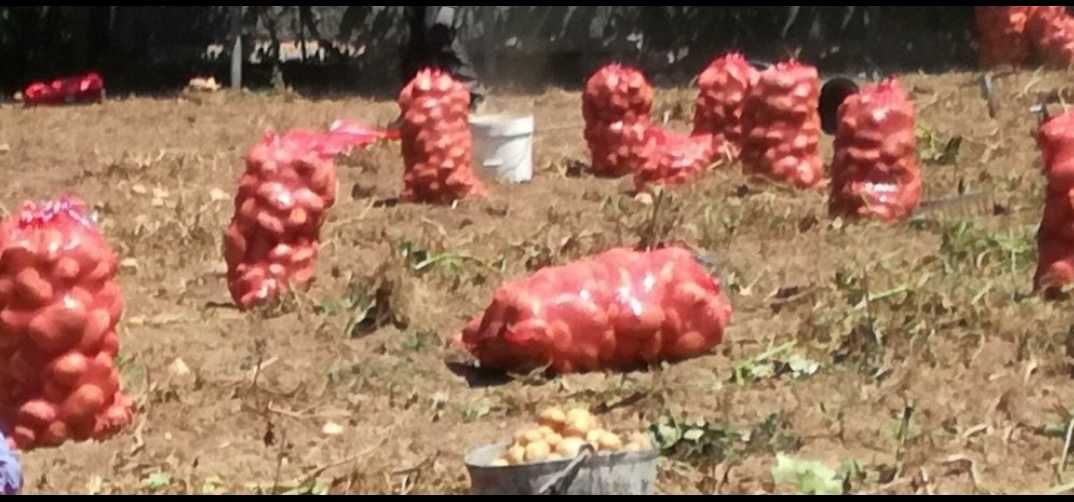 Batatas Vermelhas