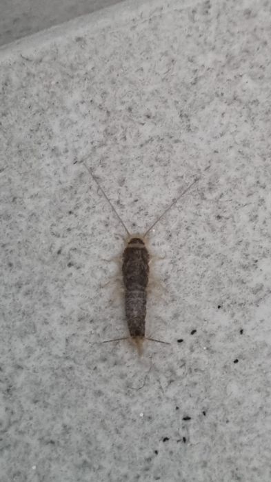 Deratyzacja dezynsekcja Zwalczanie pluskiew dezynfekcja,gazowanie fumi