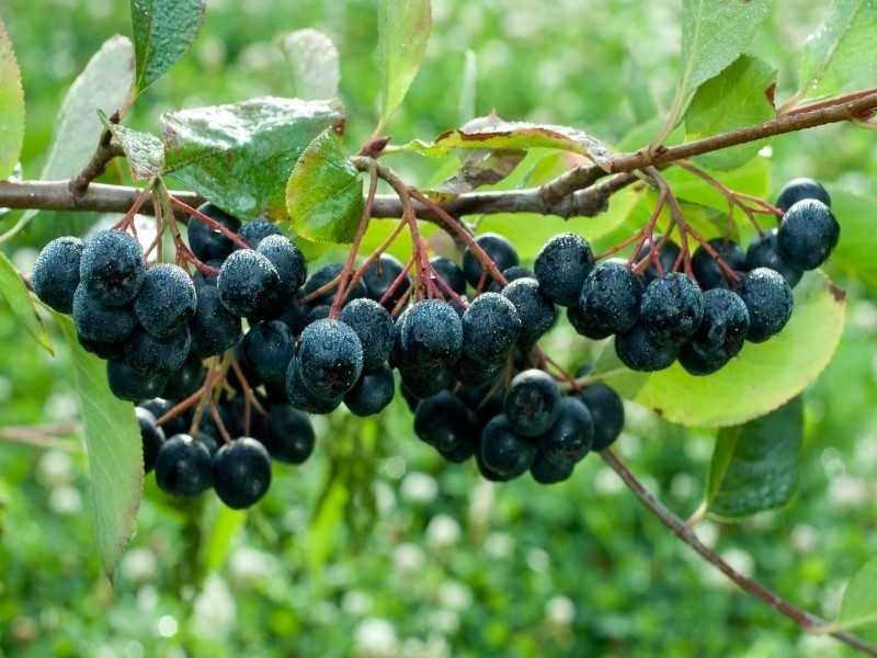 Aronia sadzonki 3 letnie ! Sadzonki aronii