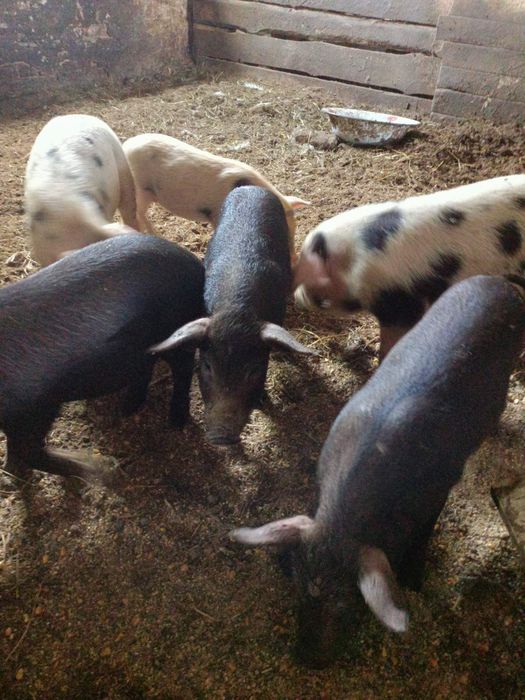 Поросята  Мангал