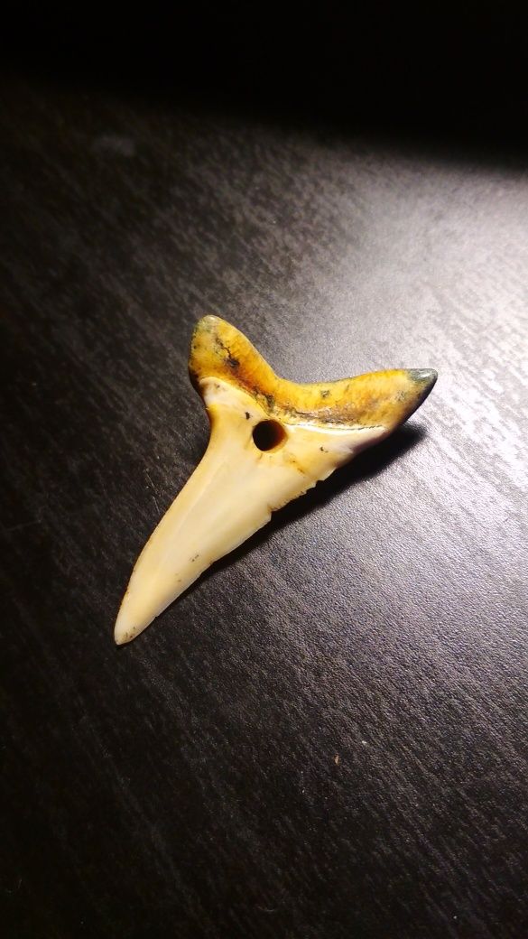 Зуб акулы натуральный