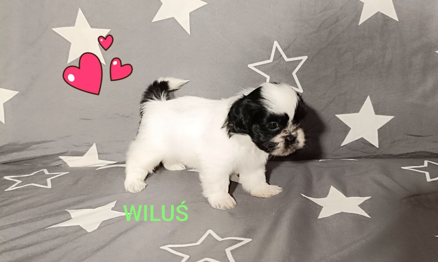 Shih Tzu piesek, rodowód, czip