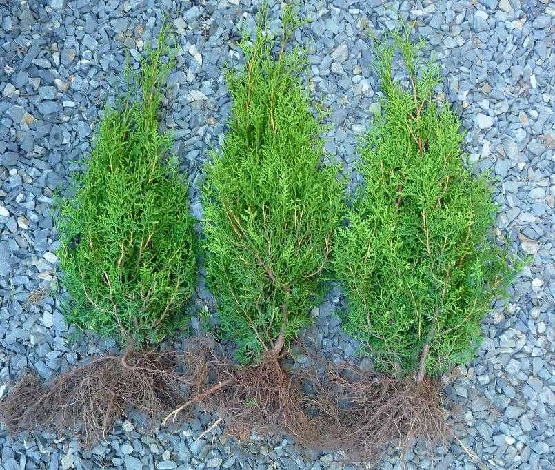 Tuja brabant 250-270 cm Balot Wysył gratis Thuja 270 cm Ruda Śląska