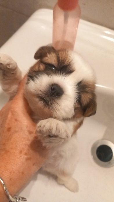 Shi-tzu pequenino macho