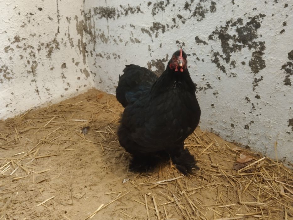 Kochin miniatura kura czarna młoda