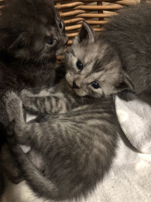 Котики висловухі