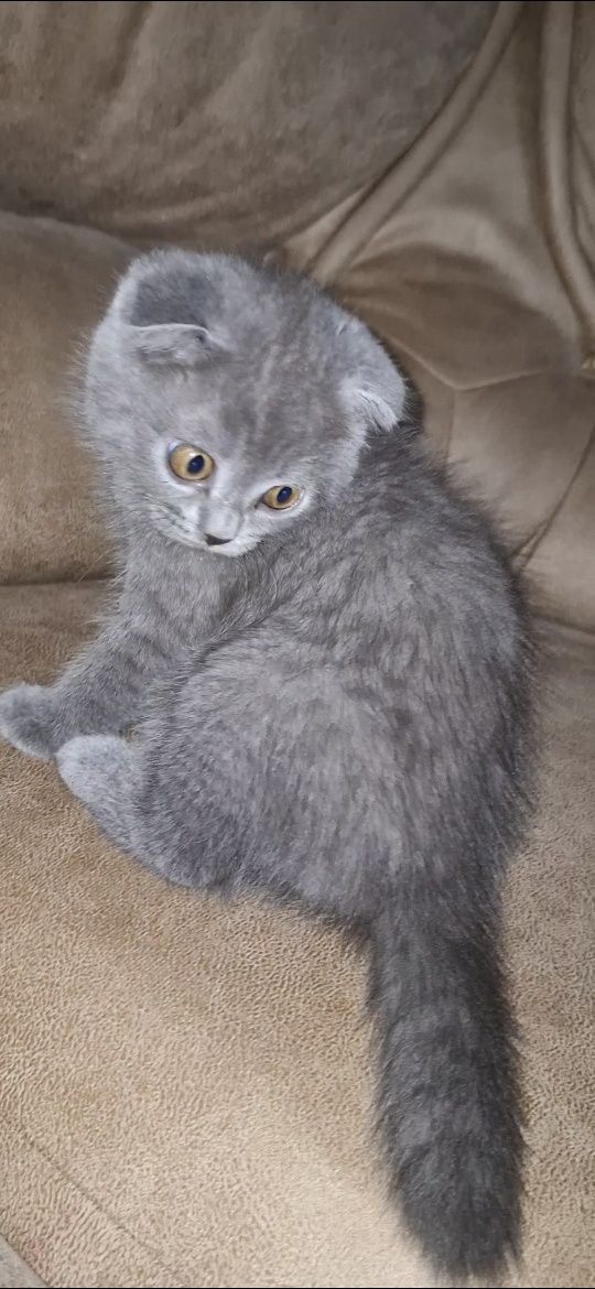 Продам висловухих кошенят