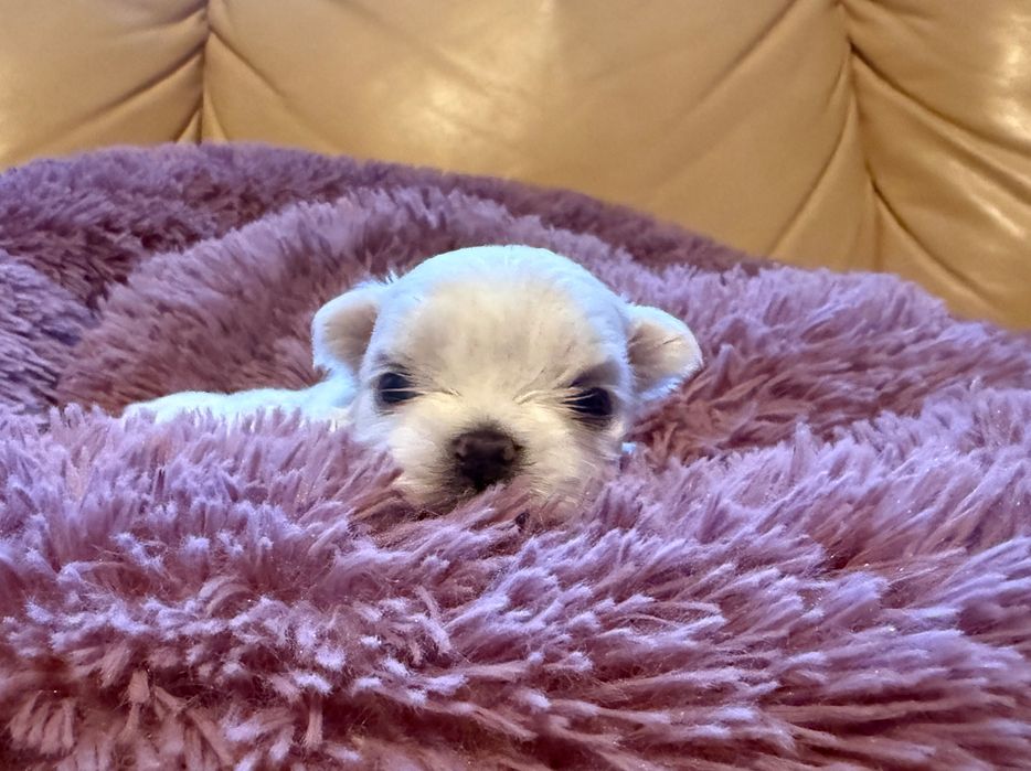 Maltańczyk suczka przebadana z rodowodem ZKwP