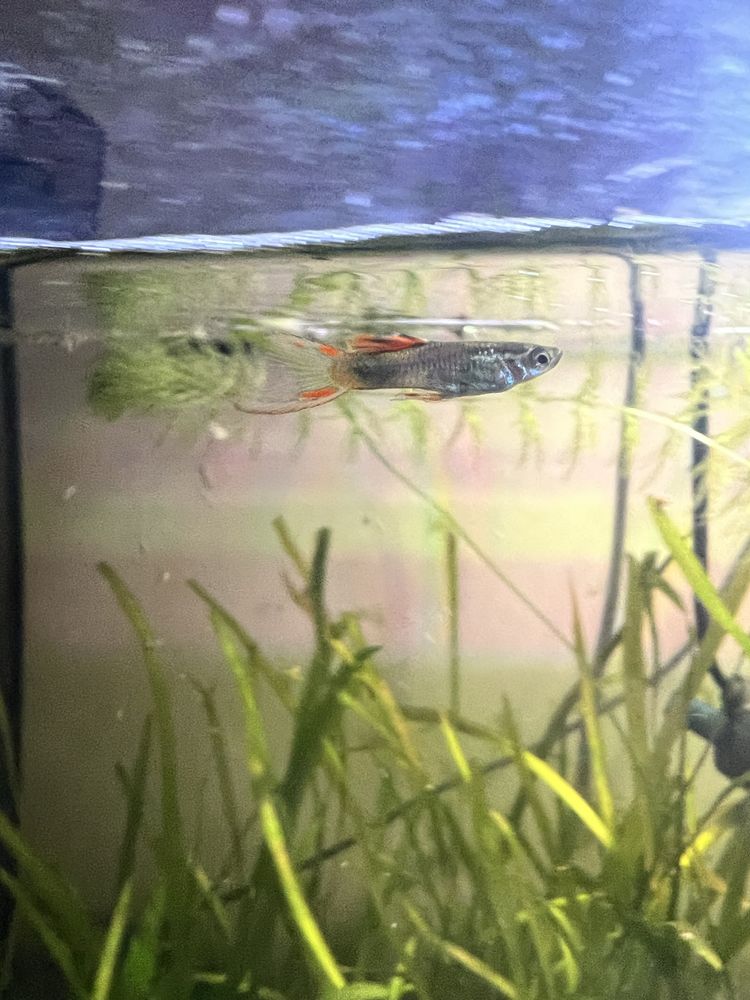 Juvenis e Alevinos de Endler/Guppy