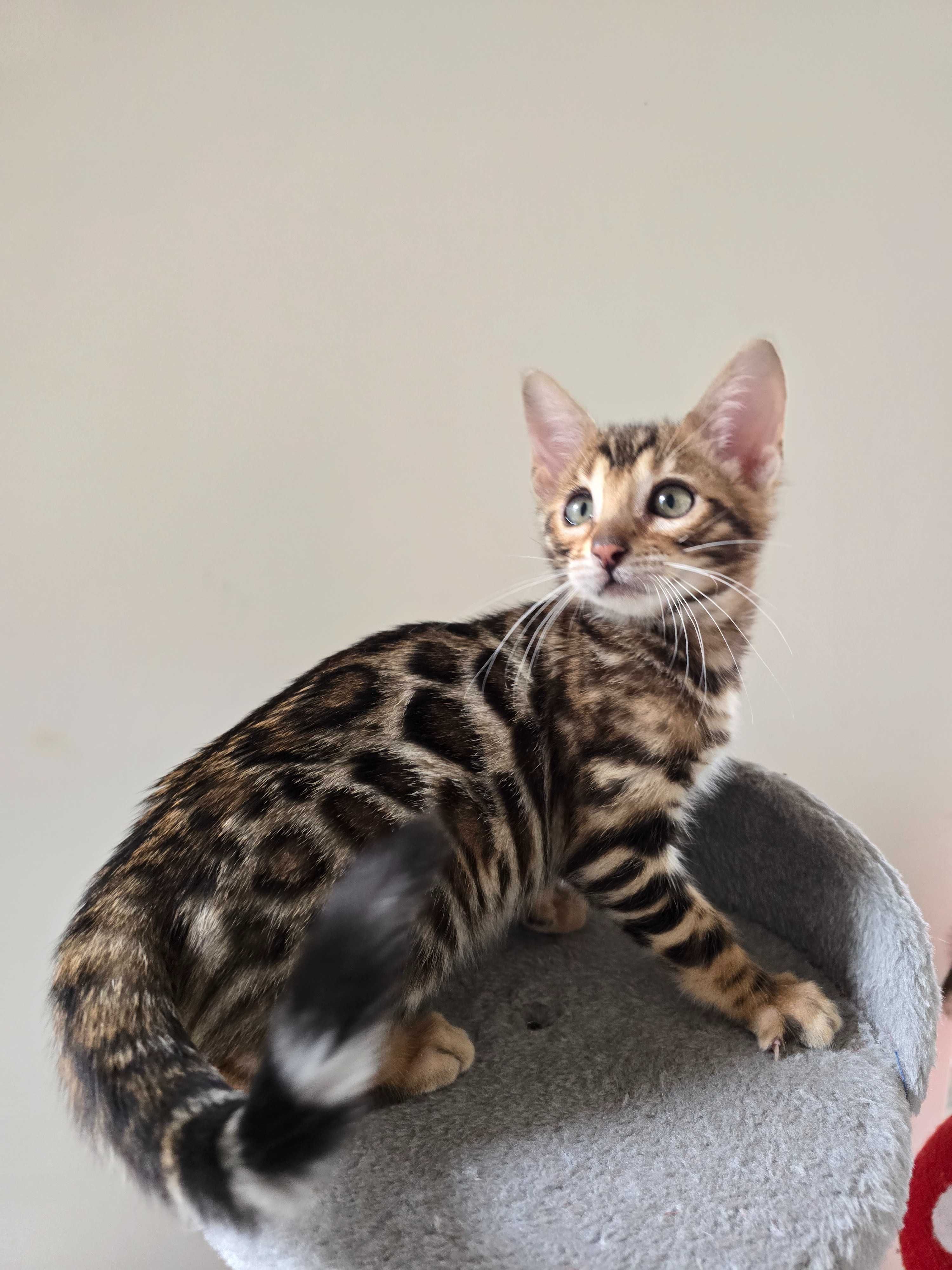 Kocurek Bengalski gotowy do odbioru