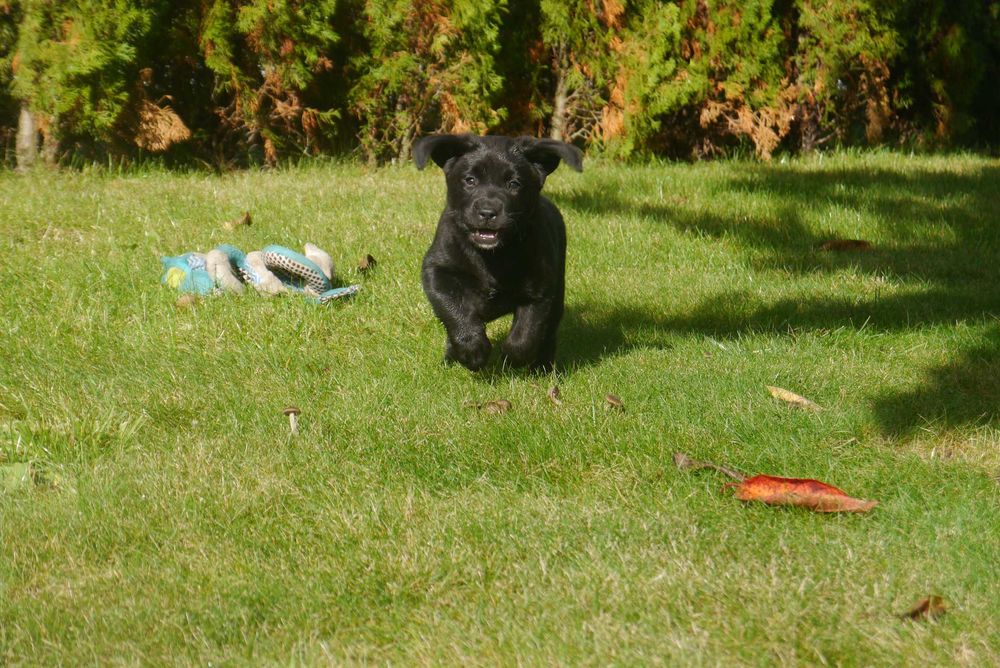 Labrador retriever - czarny chłopiec z rodowodem ZKwP / FCI