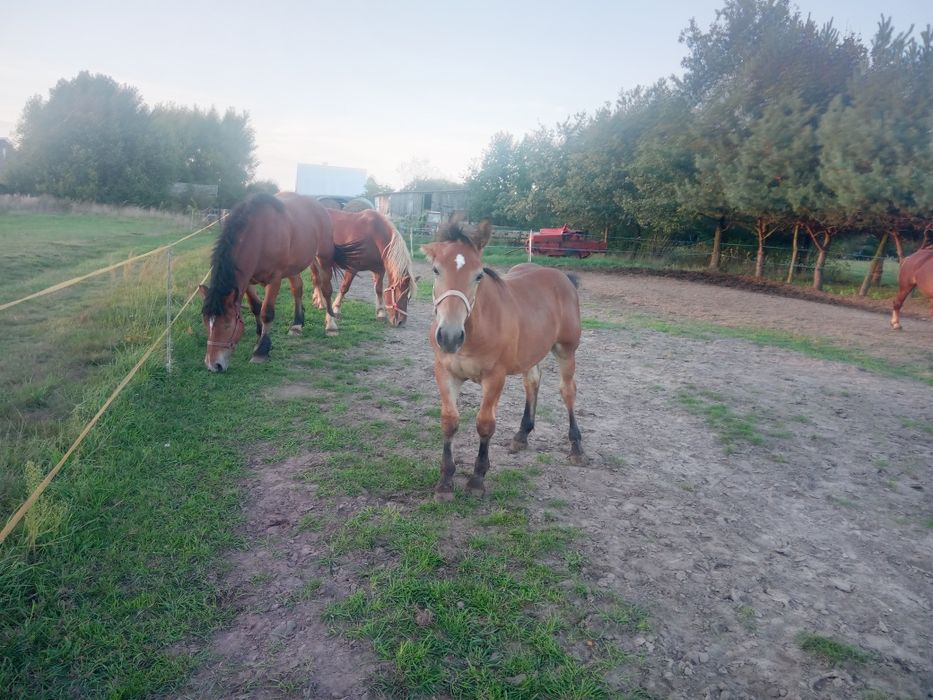 Źrebak 6 miesiecy