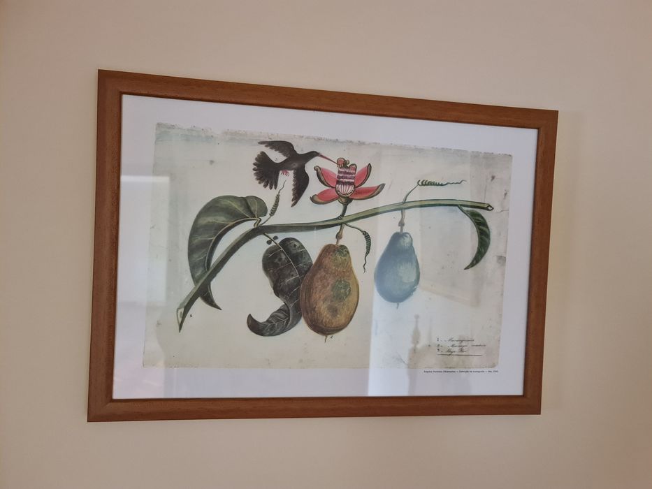 Gravura de maracujeiro