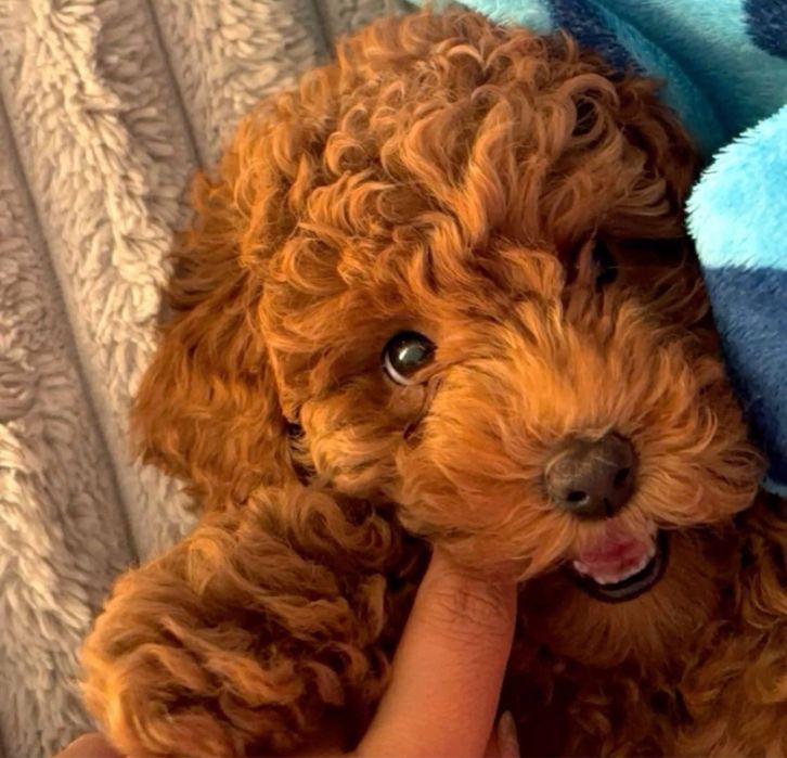 Наймиліші мальтипу‼️Мальтипу ф1 Мальтипу ф2 Мультіпу Щенки мальтипу