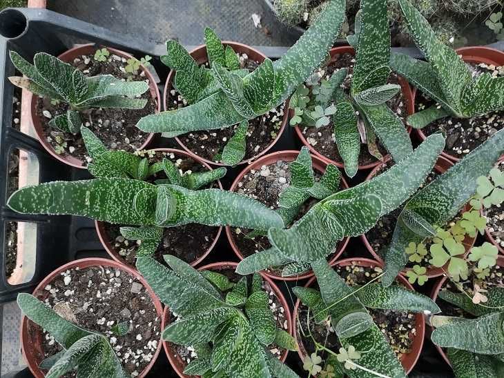 sukulenty gasteria kaktusy