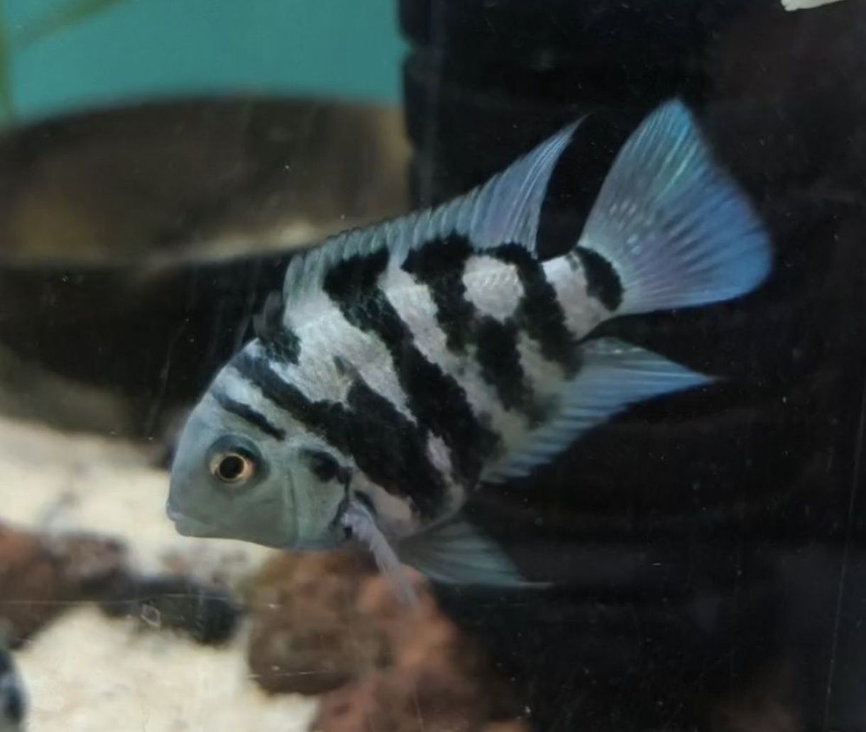 Peixes - várias criações próprias