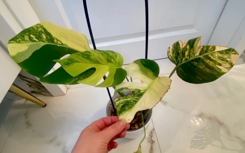 Monstera aurea tricolor