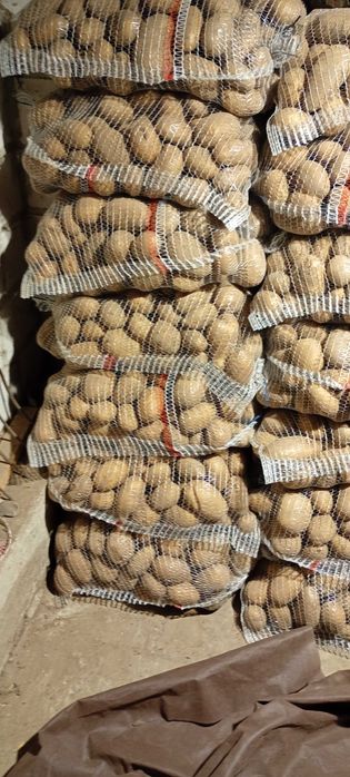 Sprzedam ziemniaki catania