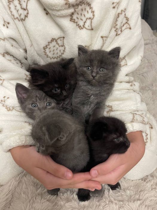 Маленькі пухнастики шукают дім!!!