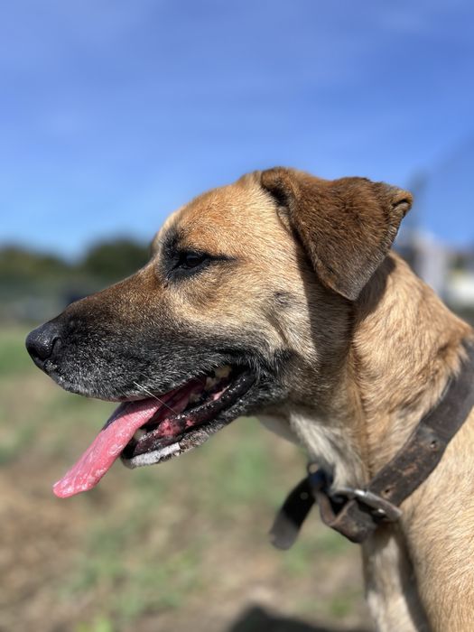 DAISY - cadela para adoção responsavel