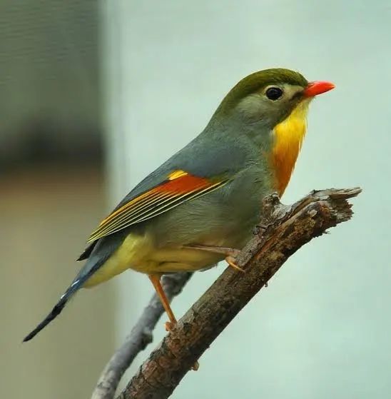 1 Pássaro Exótico do Japão Cantor Anilhado