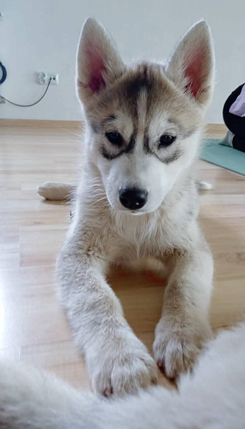 Śliczna Sunia Siberian Husky zkwp fci po champion