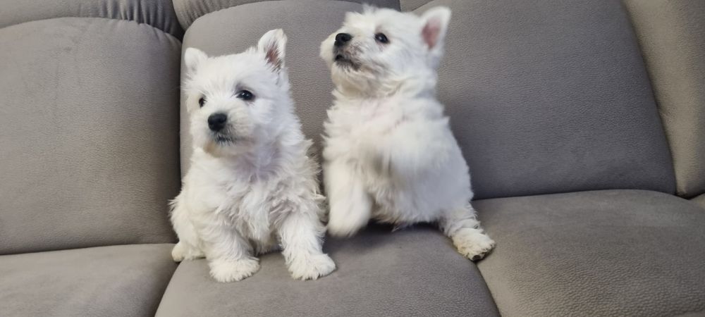 West Highland White Terrier- szczeniak