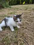 Kot kocurek do adopcji ARAMIS 11 tygodni
