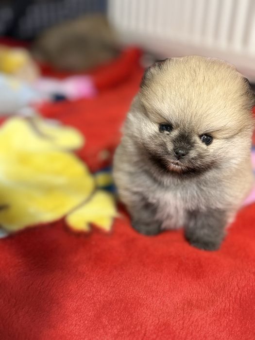 Померанський шпіц