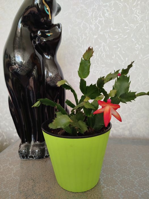 Кімнатні рослини дешево(розпродаж).