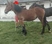 Zrebica roczna polecam