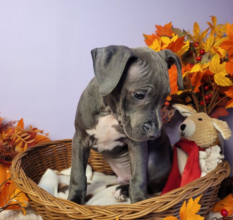 Śliczny piesek Amstaff blue!